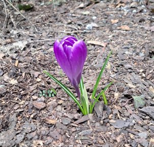 Wiosenne śpiewanie z Chórem Wielokulturowym „Jednym głosem”